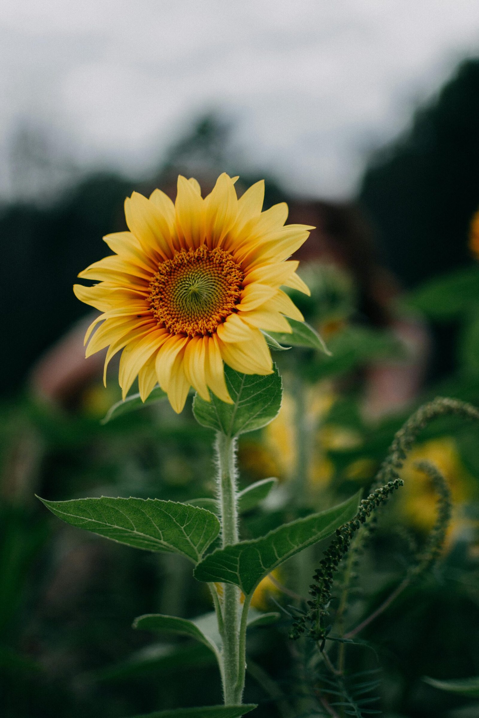 pexels-maxandrey-1366630